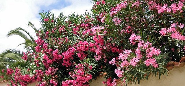 Mediterrane Pflanzen Diese Gedeihen Besonders Gut Auf Dem Balkon Oder Im Garten Utopia De