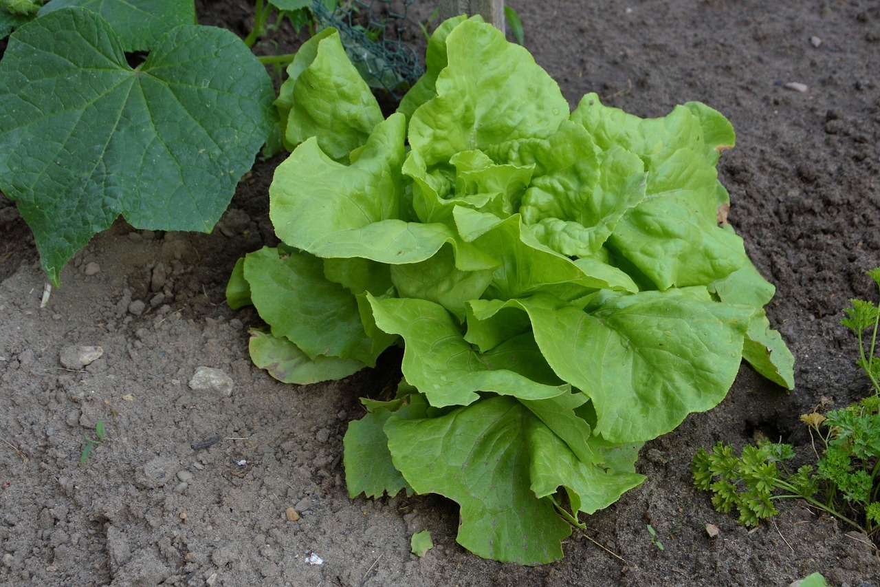 Salat pflanzen: Einfache Anleitung vom Anbau bis zur Ernte - Utopia.de