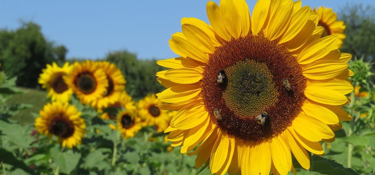 Sonnenblumen anpflanzen Im Topf und im Freiland Utopia.de