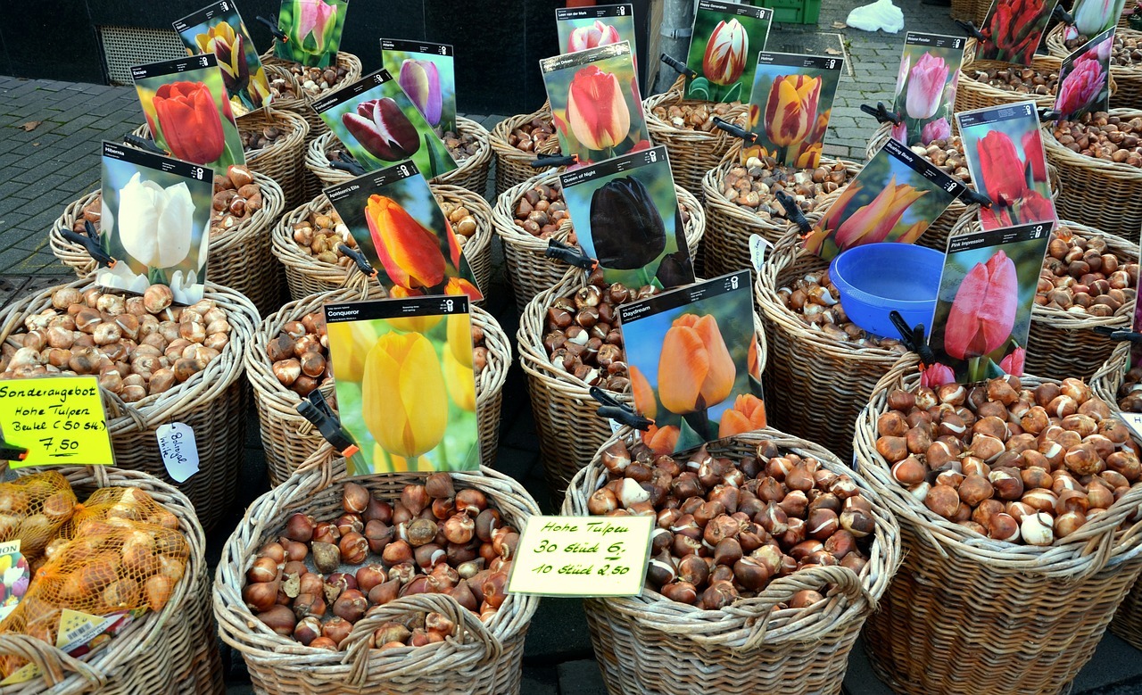 Blumenzwiebeln setzen Der richtige Zeitpunkt für Tulpen, Narzissen und