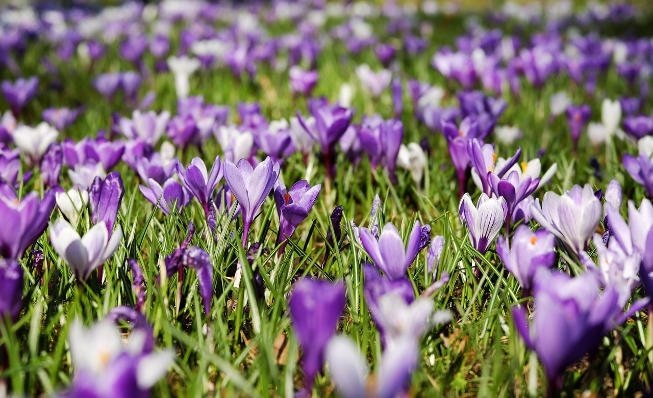 Blumenzwiebeln setzen Der richtige Zeitpunkt für Tulpen, Narzissen und