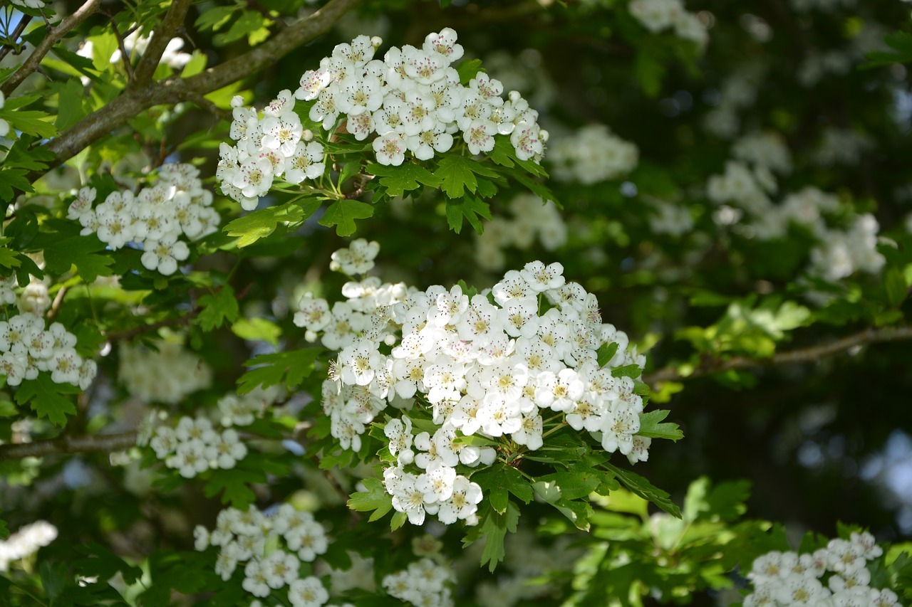 bepflanzen Mit diesen Pflanzen wird er bienenfreundlich
