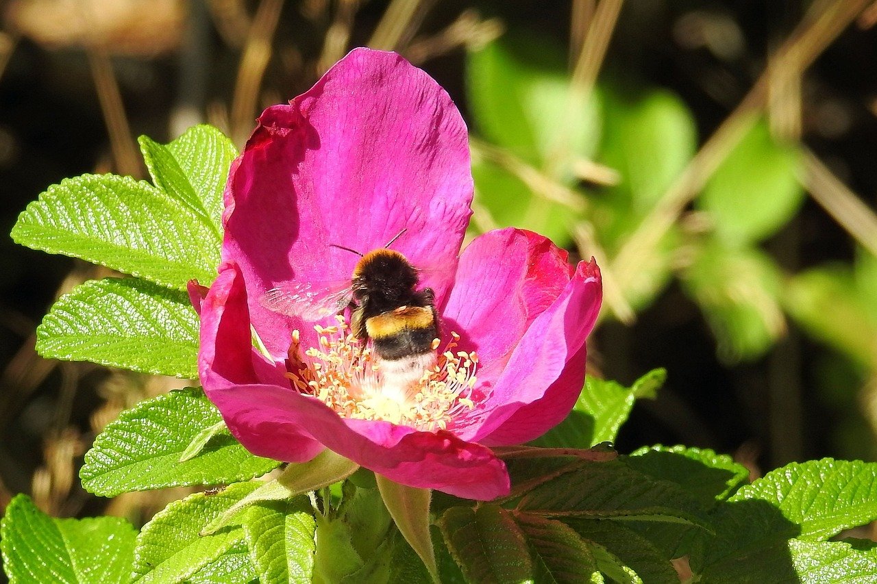 Die Blütezeit der Kartoffelrose beginnt Ende Mai/Anfang Juni. Ihre rosa bis pinken Blüten locken zahlreiche Insekten an.