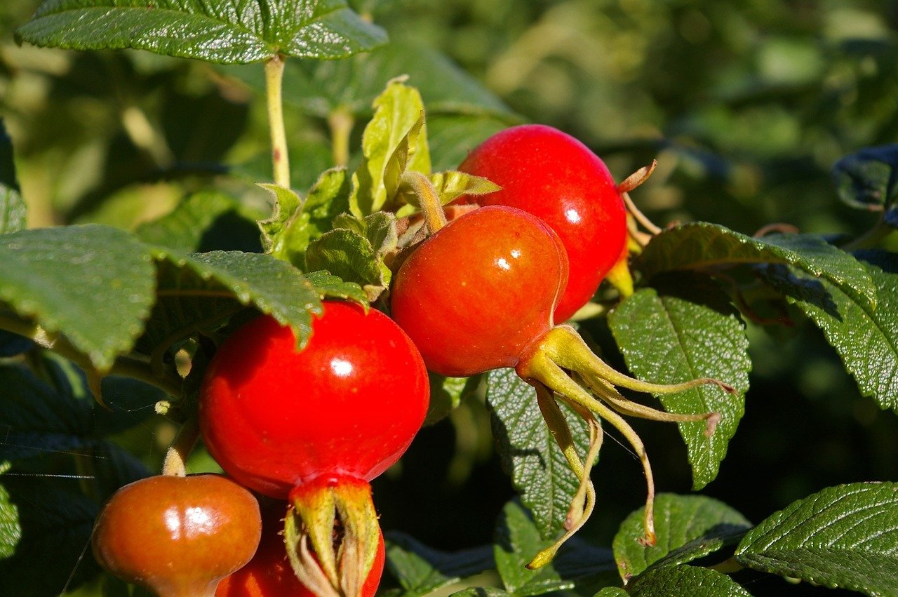 Die Früchte der Kartoffelrose sind ein beliebter Snack bei Vögeln.