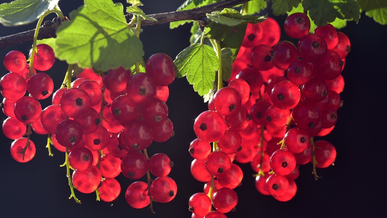 Johannisbeeren pflanzen So baust du sie richtig an