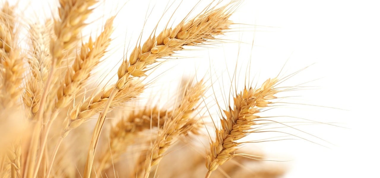 Weizenkeime-Darum-sind-sie-so-gesund