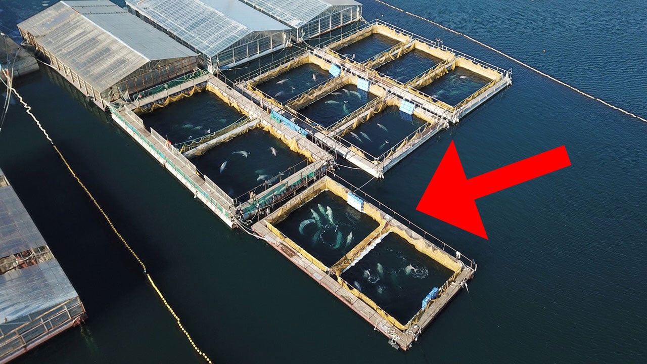 Leiden Im Walgefangnis Geht Weiter Jetzt Ist Ein Baby Orca Gestorben Utopia De