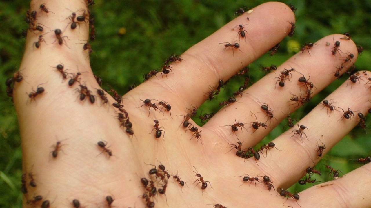 Ameisen Bekampfen Naturliche Hausmittel Fur Garten Und Wohnung