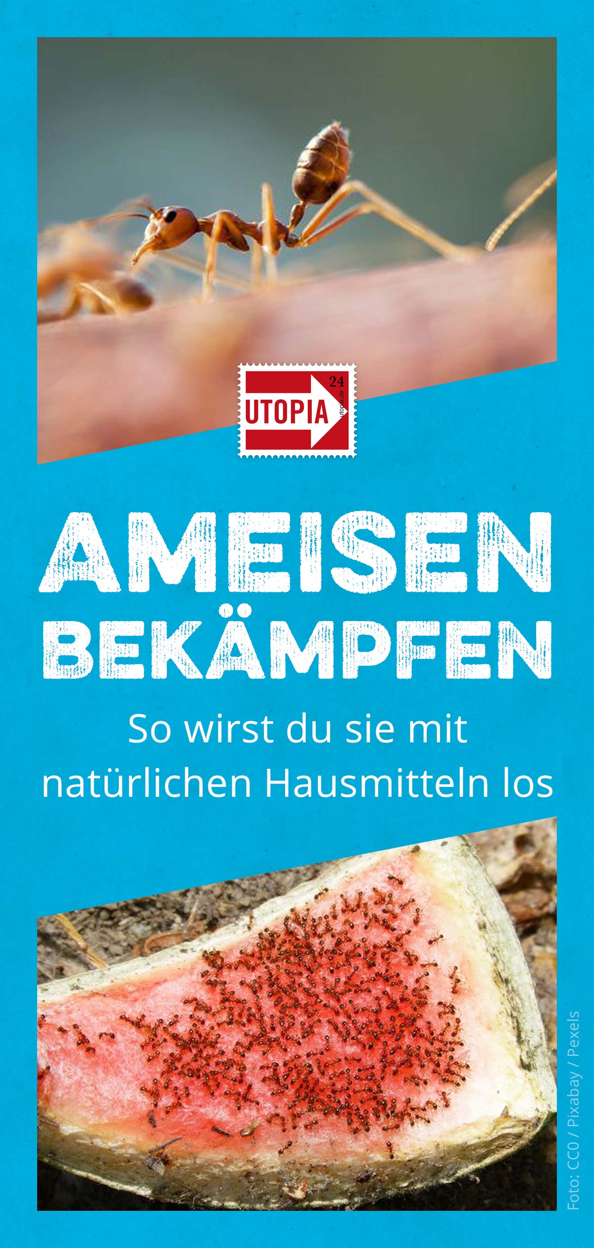 Ameisen bekämpfen Natürliche Hausmittel für Garten und Wohnung Utopia.de