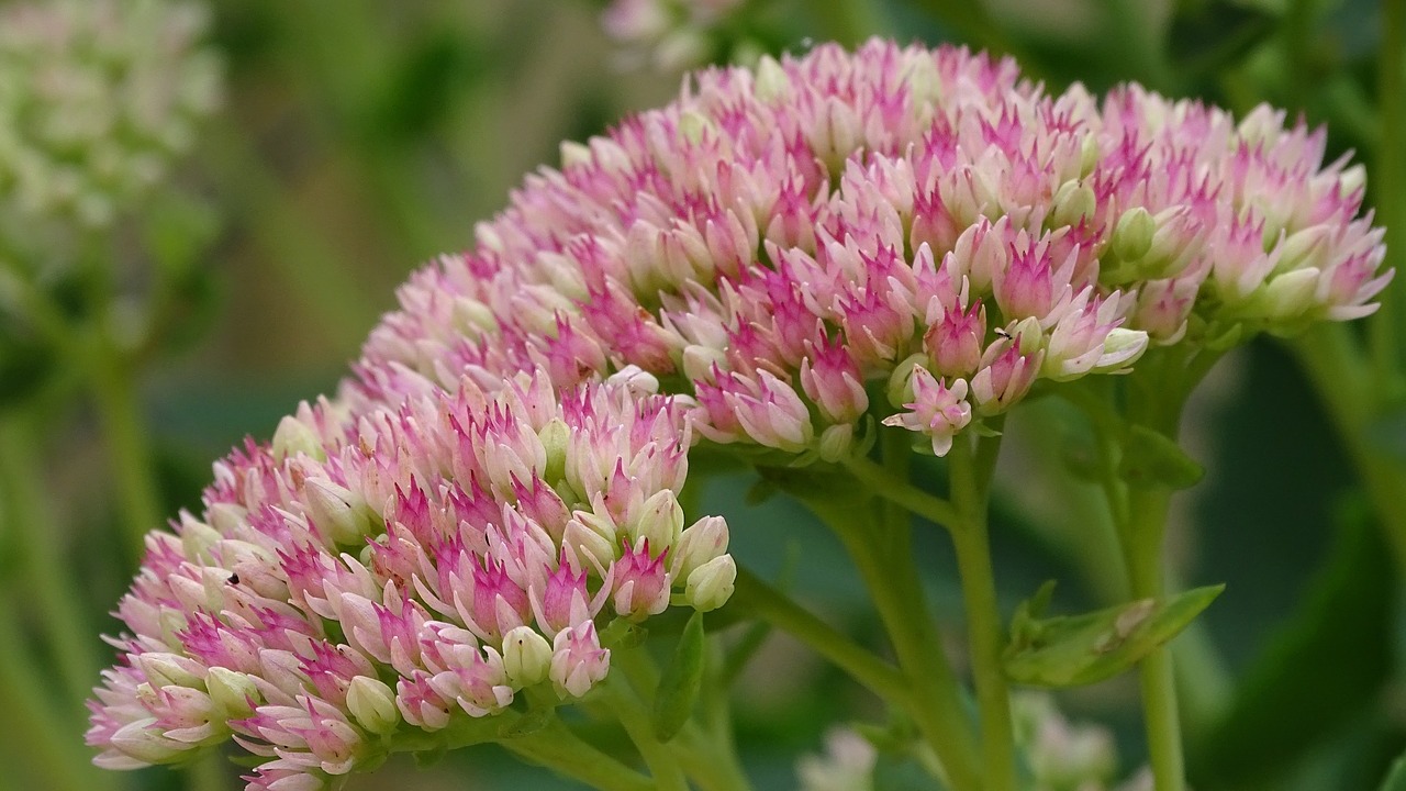 Fette Henne Beschneiden und vermehren Utopia.de