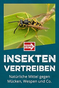 Insekten Vertreiben Mittel Gegen Mucken Wespen Co Utopia De