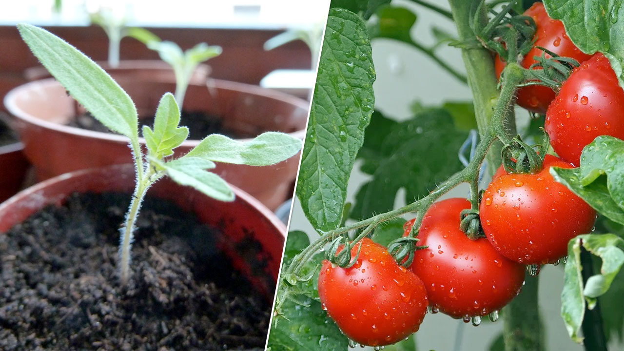 Tomaten pflanzen auf dem eigenen Balkon: So klappts! – Utopia.de