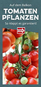 Tomaten Pflanzen Auf Dem Eigenen Balkon So Klappt S Utopia De