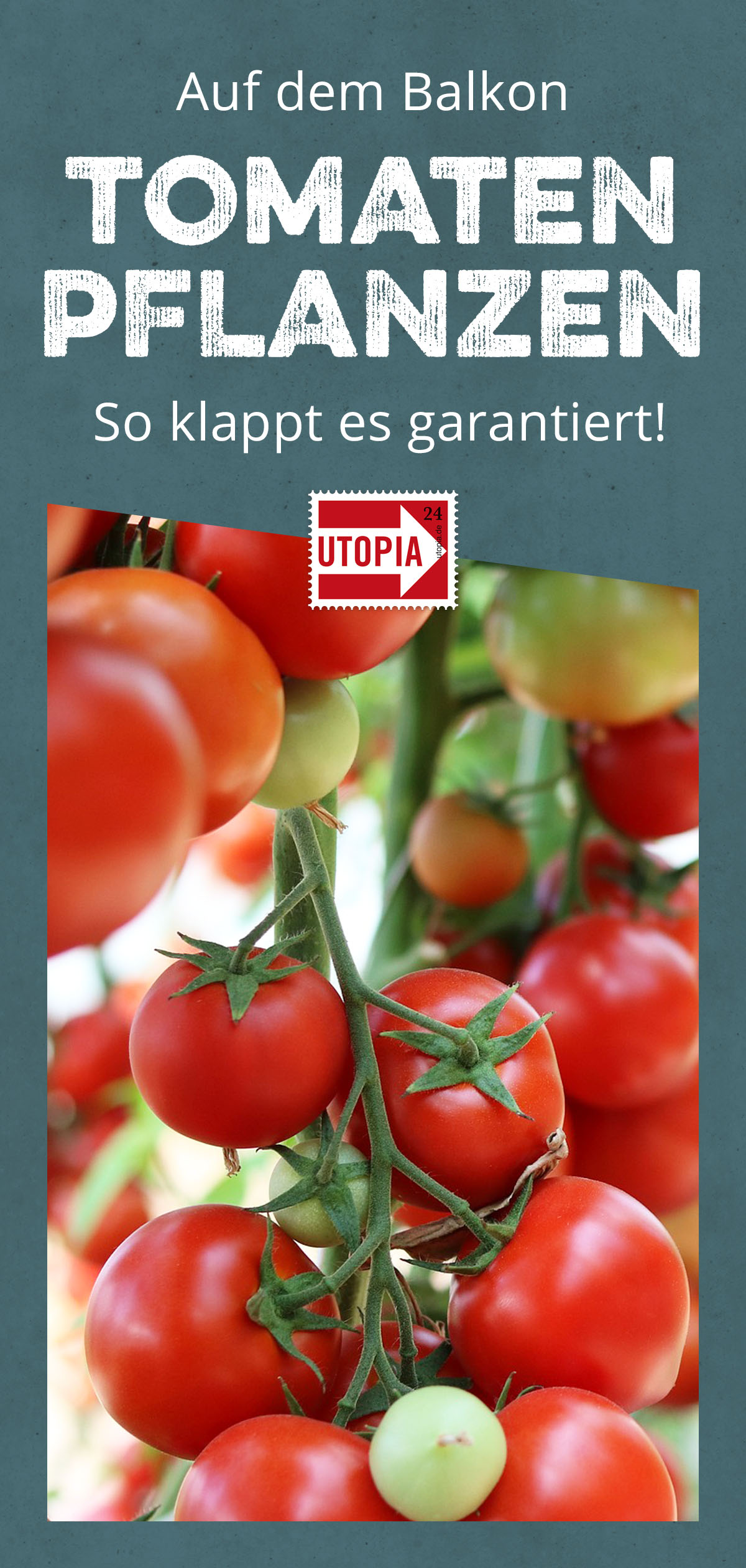 Tomaten Pflanzen Auf Dem Eigenen Balkon So Klappt S Utopia De