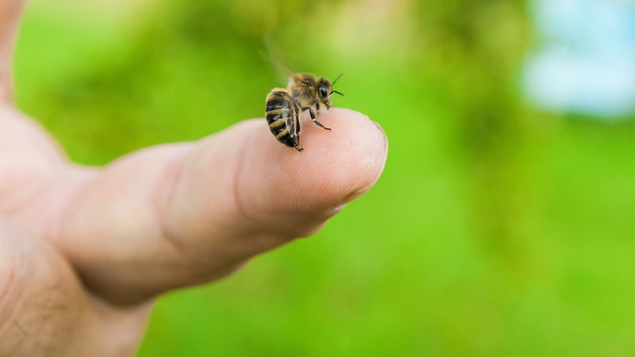 Bienenstich behandeln: Diese Hausmittel helfen - Utopia.de