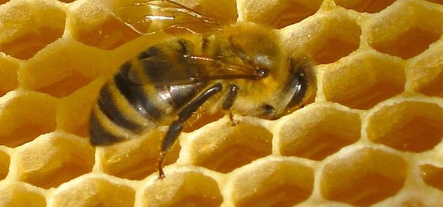 Bienenwachs Biene Bienenwabe