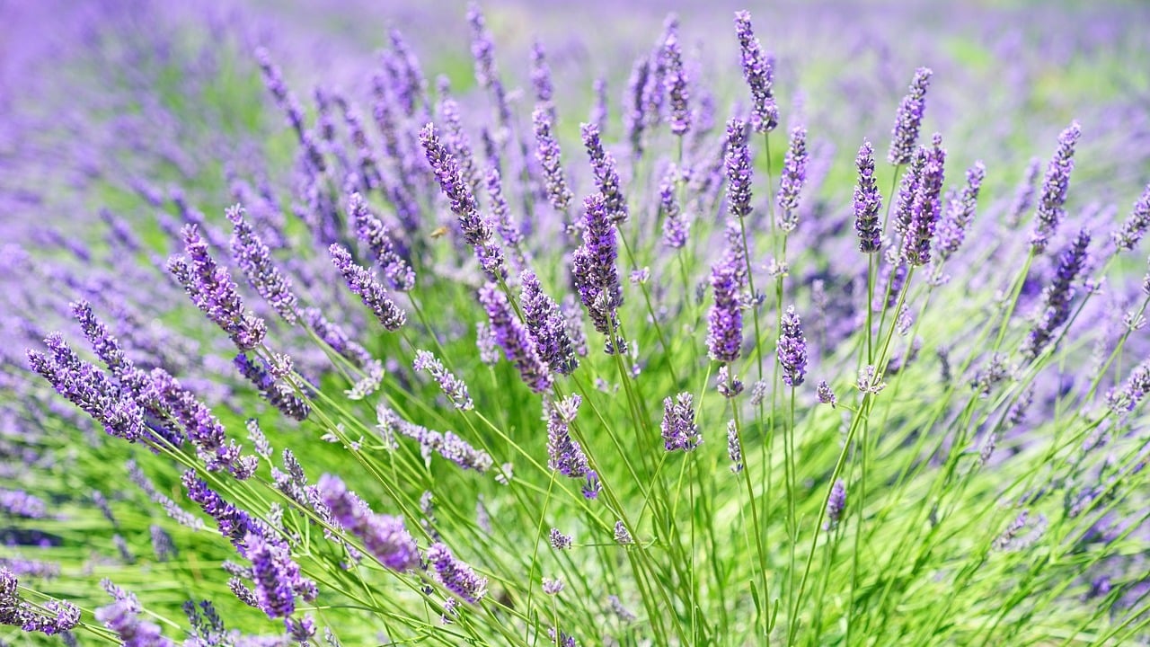 Lavendel Schneiden Der Beste Zeitpunkt Utopia De