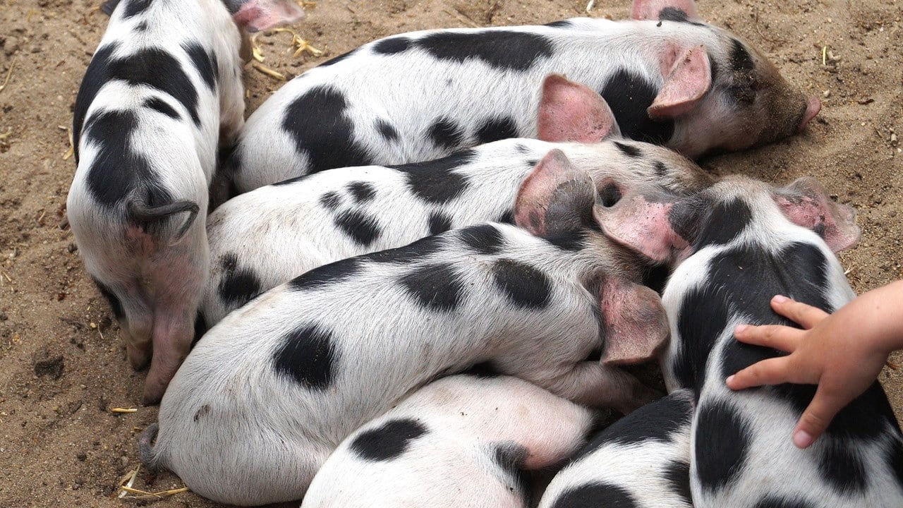 Englische Schule Will Schweine Von Schulern Schlachten Und Entfacht Debatte Utopia De