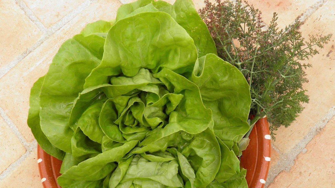 Grüner Salat: 3 Variationen des beliebten Salats mit Dressing - Utopia.de