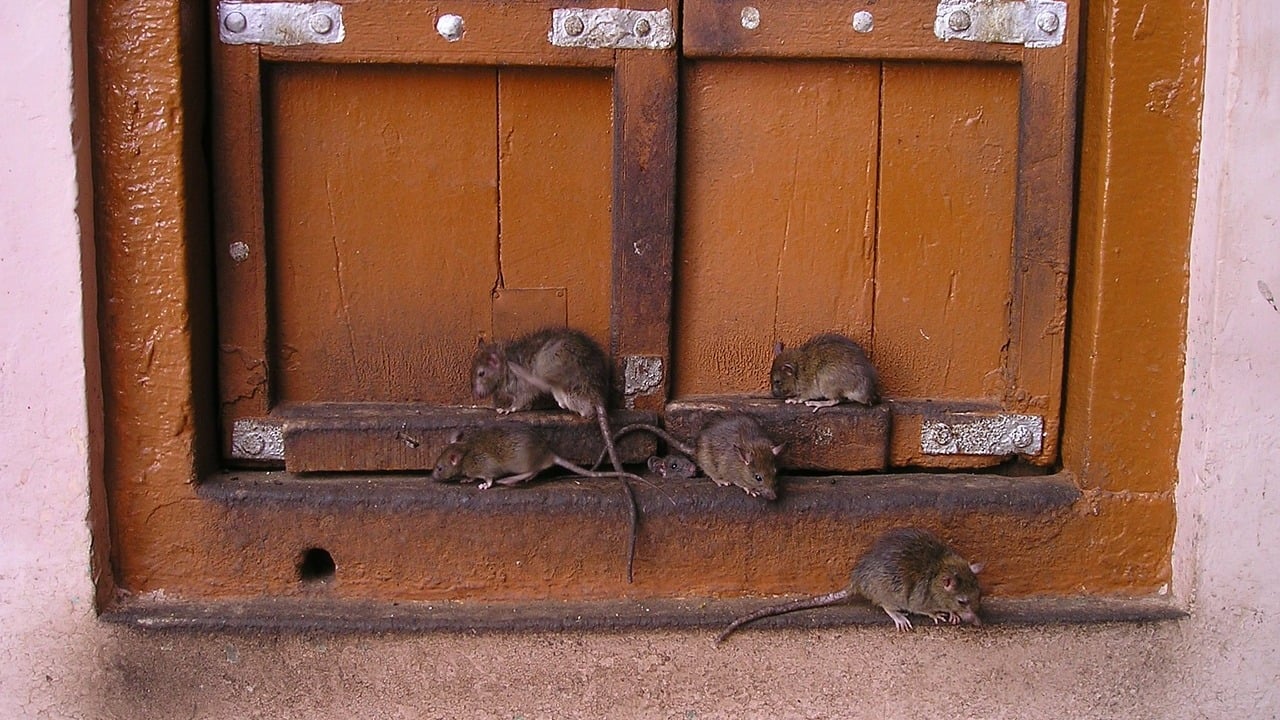 Ratten vertreiben: So klappt es ohne Gift und Fallen - Utopia.de