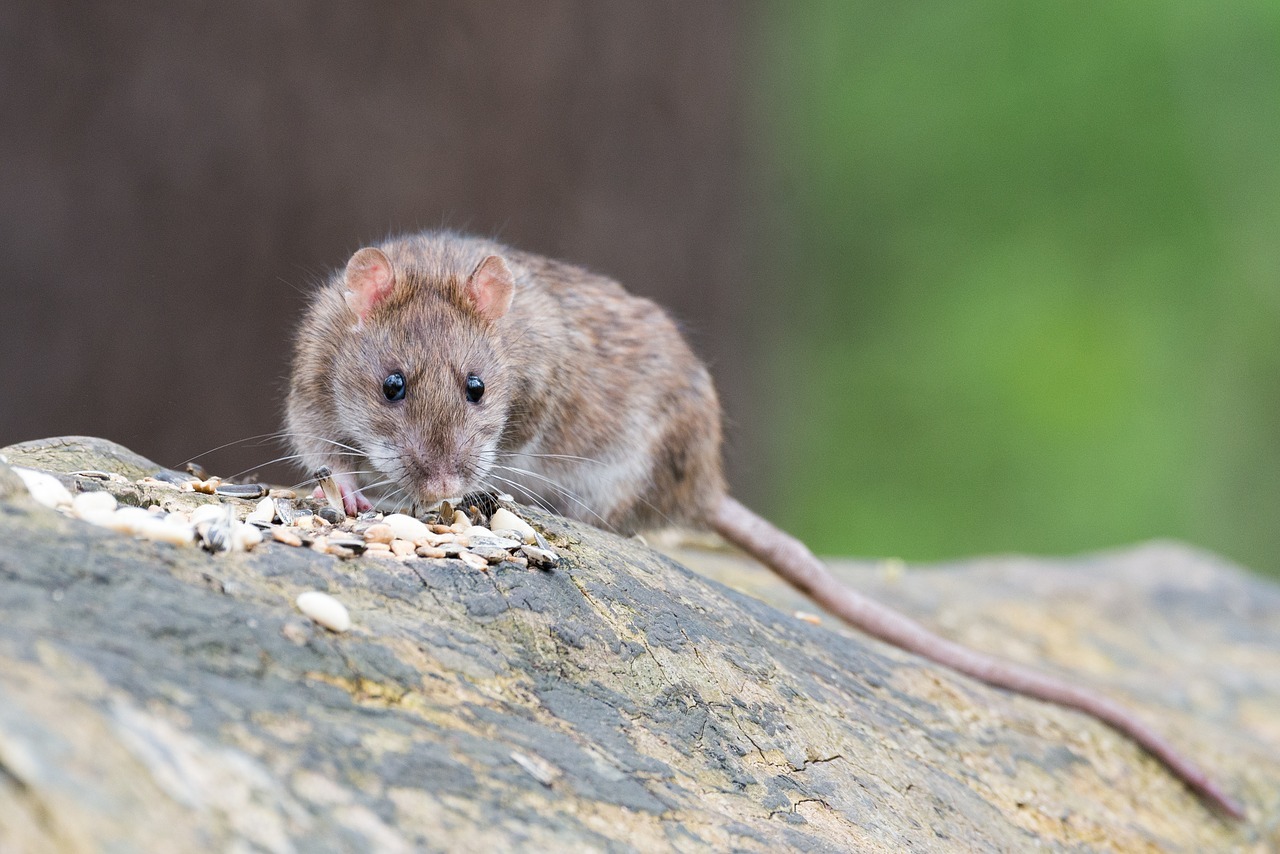 Ratten Im Garten Vertreiben Ohne Gift - Was hilft gegen Wühlmäuse im