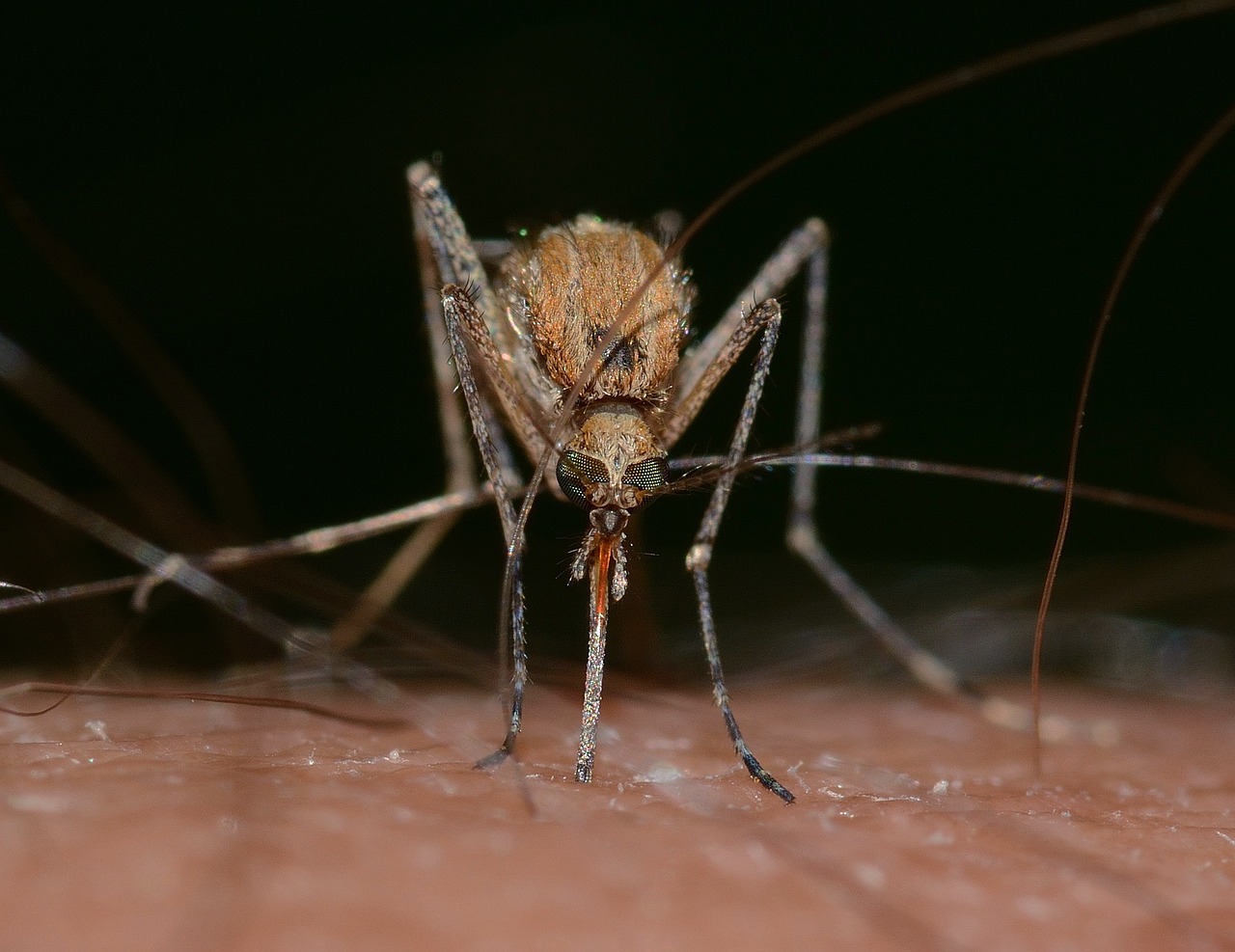 Ähnlicher ausschlag mückenstich Insektenstiche erkennen: