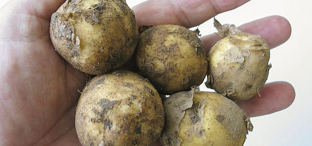 Drillinge-Kartoffeln