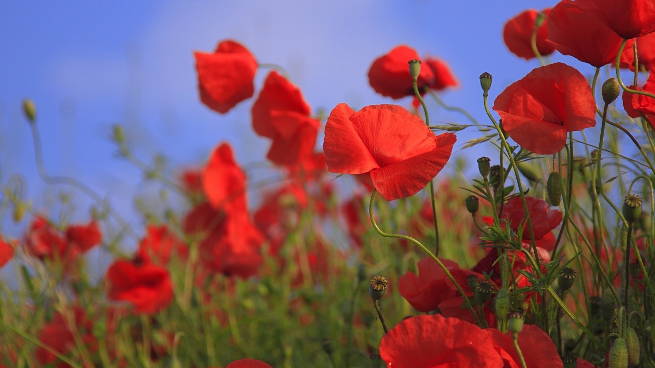 Klatschmohn gießen, pflegen und pflanzen: So gehts - Utopia.de