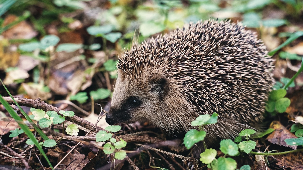 Igel Futtern Das Musst Du Beachten Utopia De