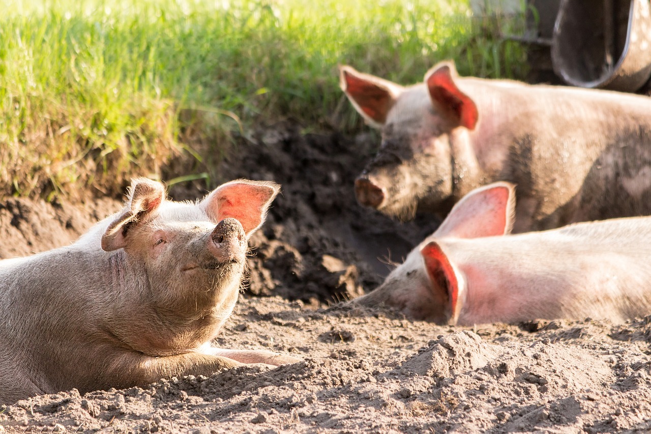 Artgerechte Tierhaltung Definition Und Situation In Deutschland Utopia De