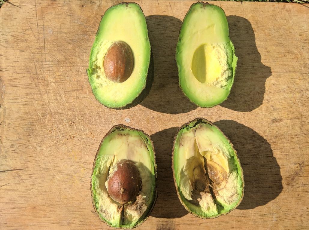 Hat punkte avocado braune Hilfe: Blätter