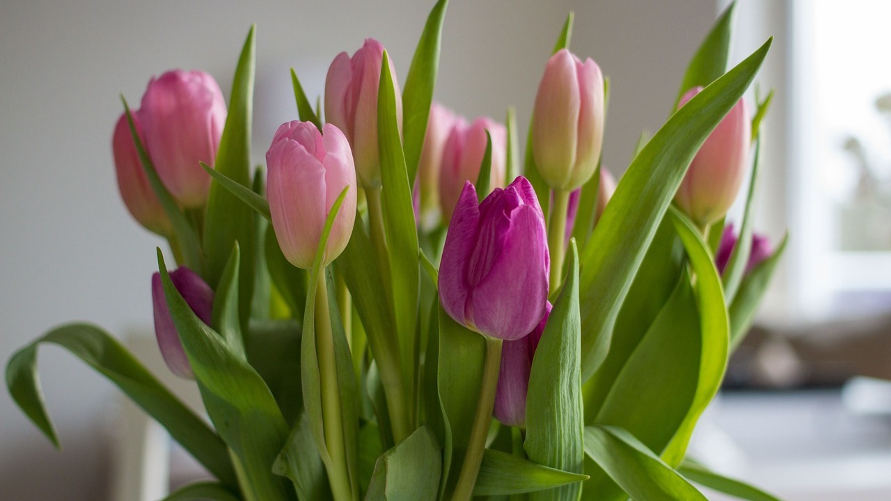 So halten Tulpen in der Vase länger: 4 Tipps