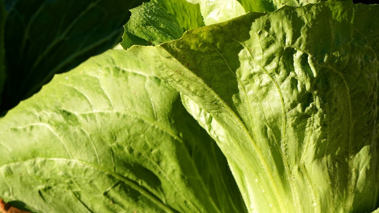 Zuckerhut Salat Anbau Und Verwendung Des Wintersalats Utopia De