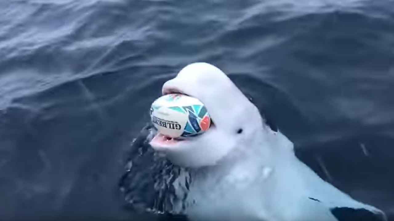 Virales Video Beluga Wal Spielt Rugby Mit Einer Schiffscrew Utopia De