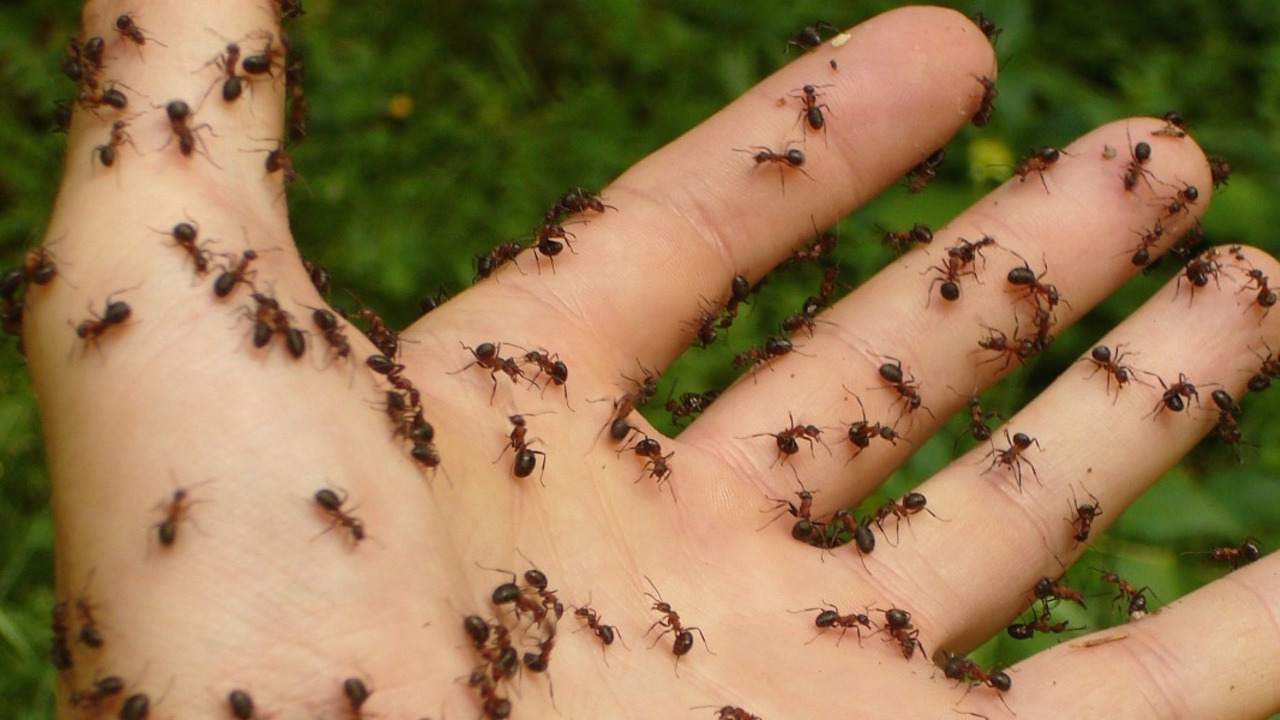 Ameisen Bekampfen Naturliche Hausmittel Fur Garten Und Wohnung Utopia De