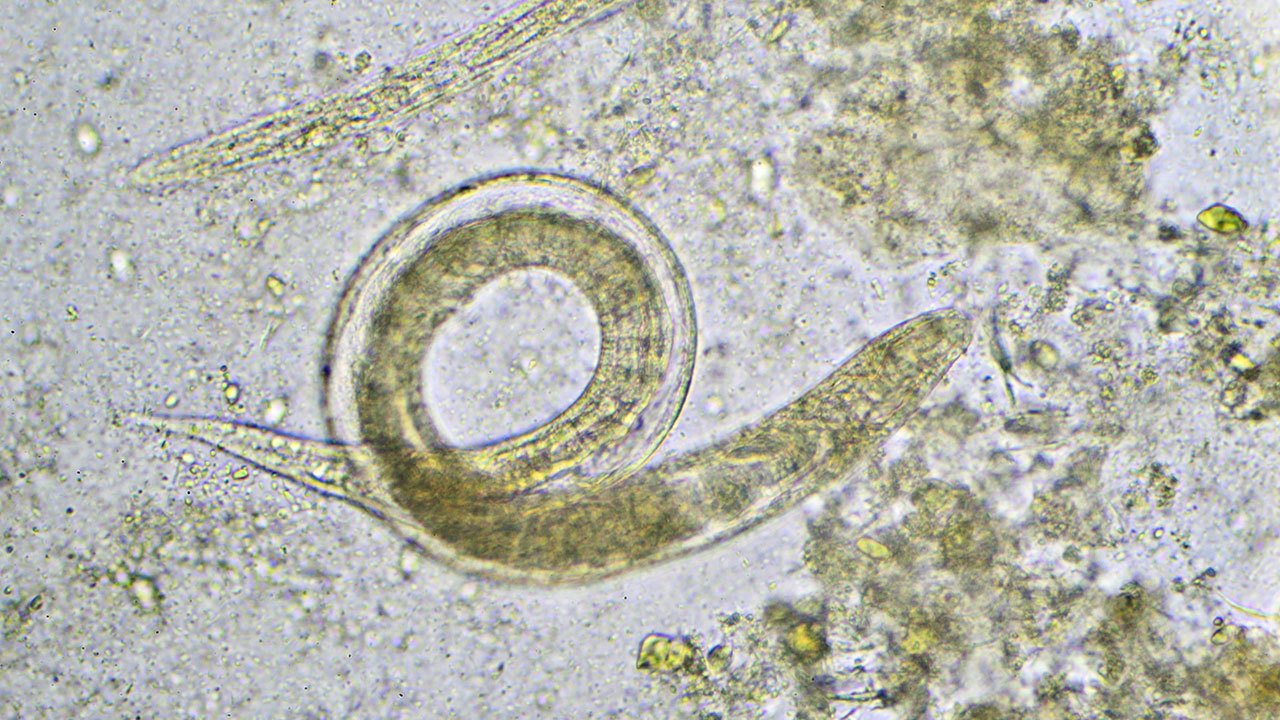 Nematoden Fadenwurmer Gegen Schadlinge Im Garten Utopia De