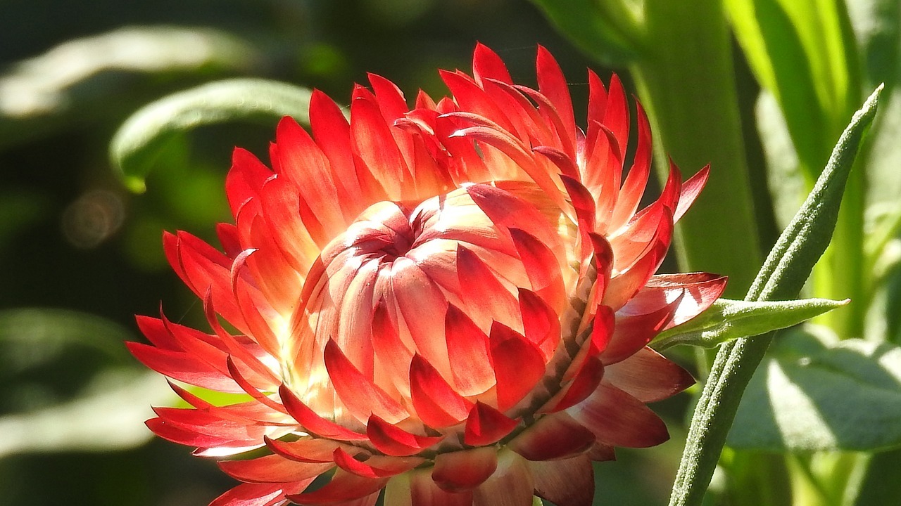 Strohblume Pflanzen Pflegen Und Trocknen So Geht S Utopia De