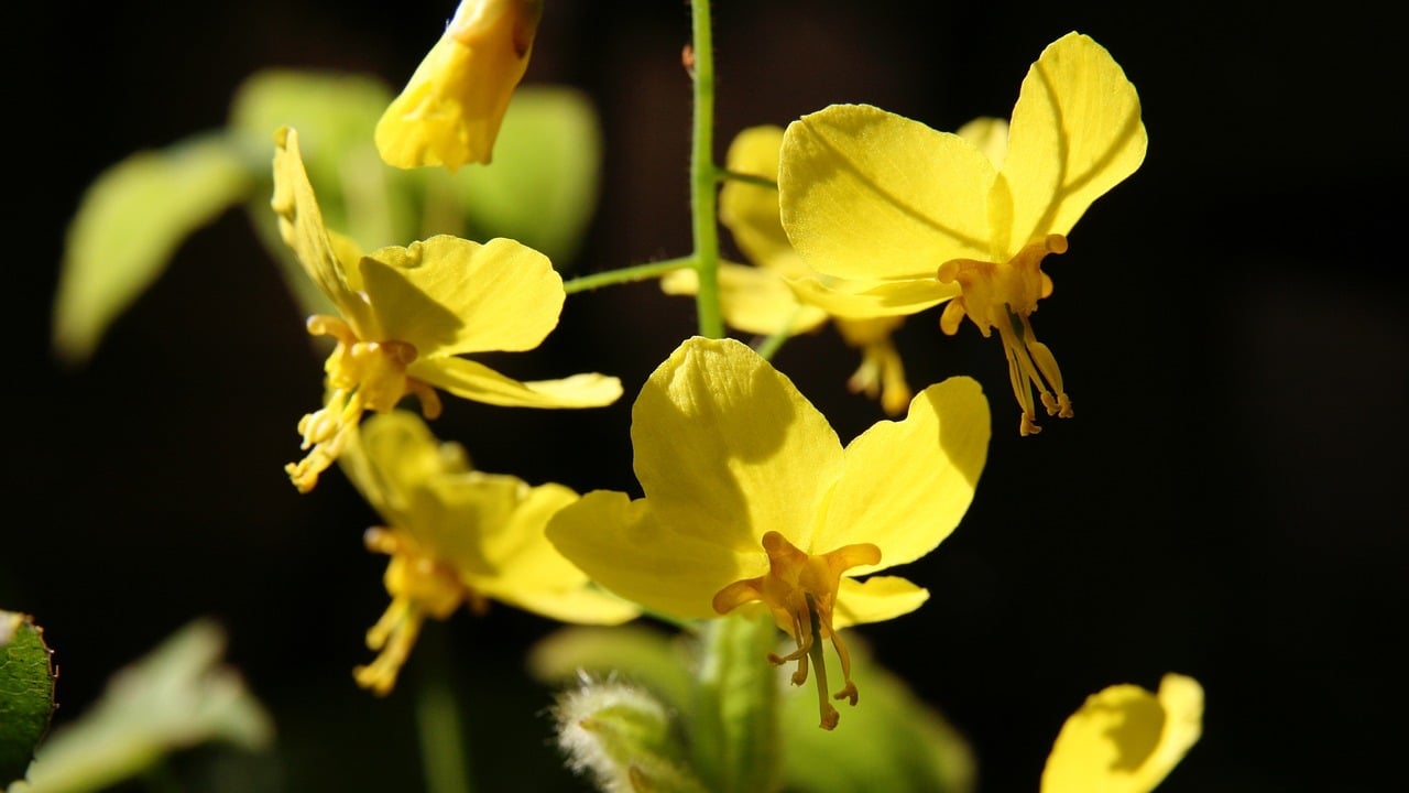 Elfenblumen