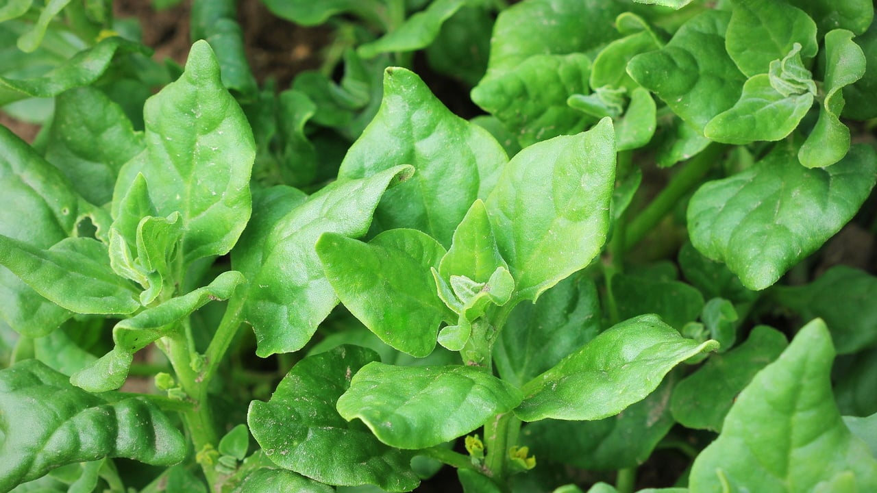 Neuseeländer Spinat: So pflanzt und nutzt du ihn - Utopia.de
