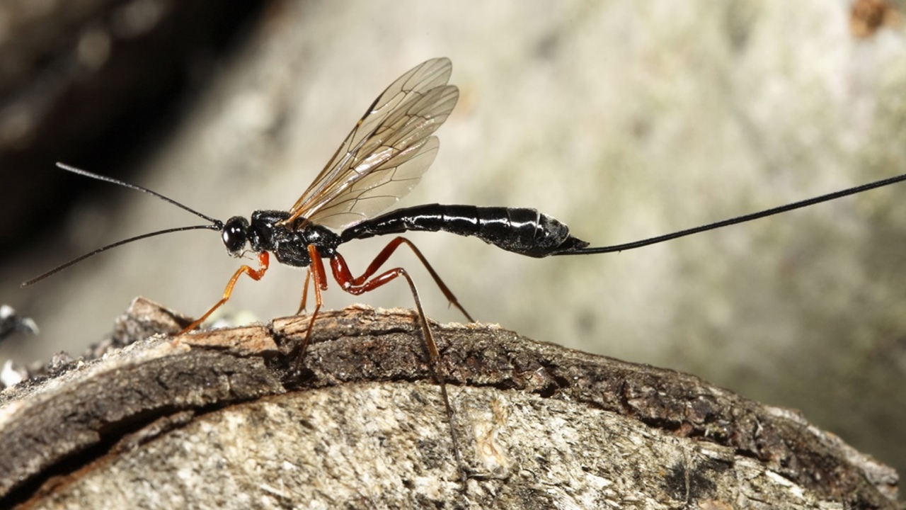 Schlupfwespen So Wirst Du Motten Auf Naturlichem Weg Los Utopia De