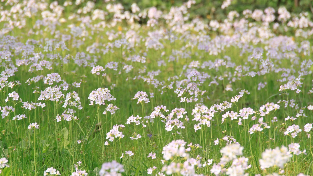 Wiesenschaumkraut: So pflanzt du das insektenfreundliche Gewächs - Utopia.de