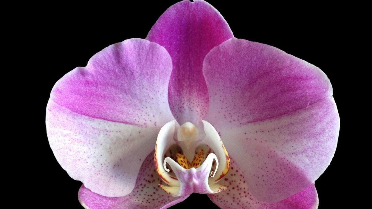 Orchideen pflegen Standort, Schneiden und Gießen Utopia.de