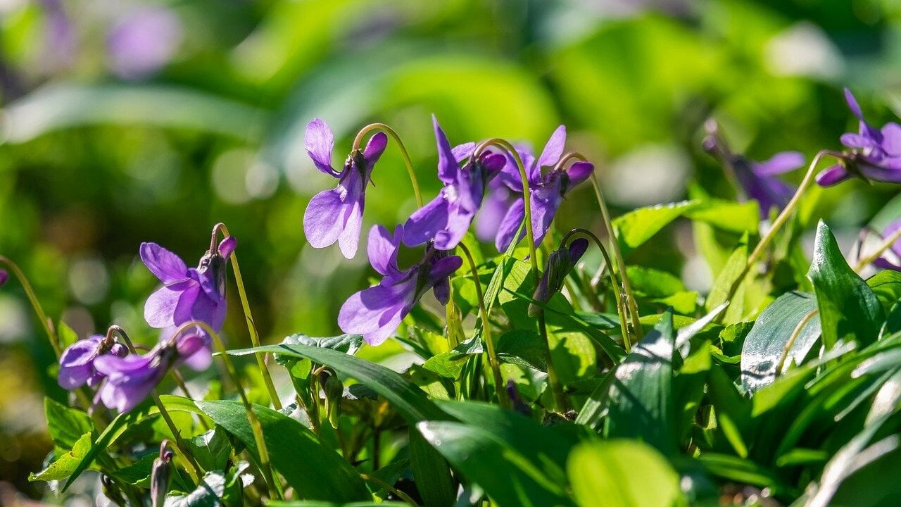 6-Winterbl-her-f-r-Garten-und-Balkon