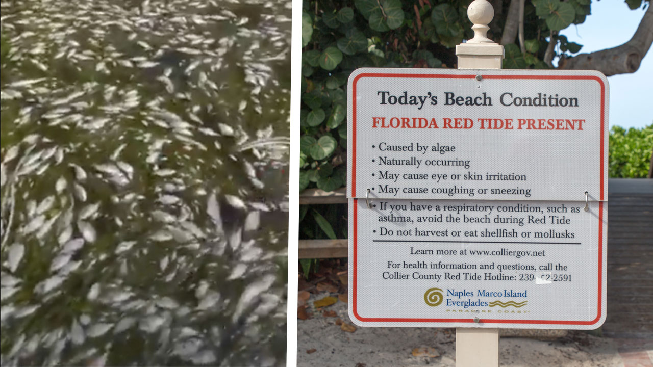 Poisonous algae kill millions of fish off Florida