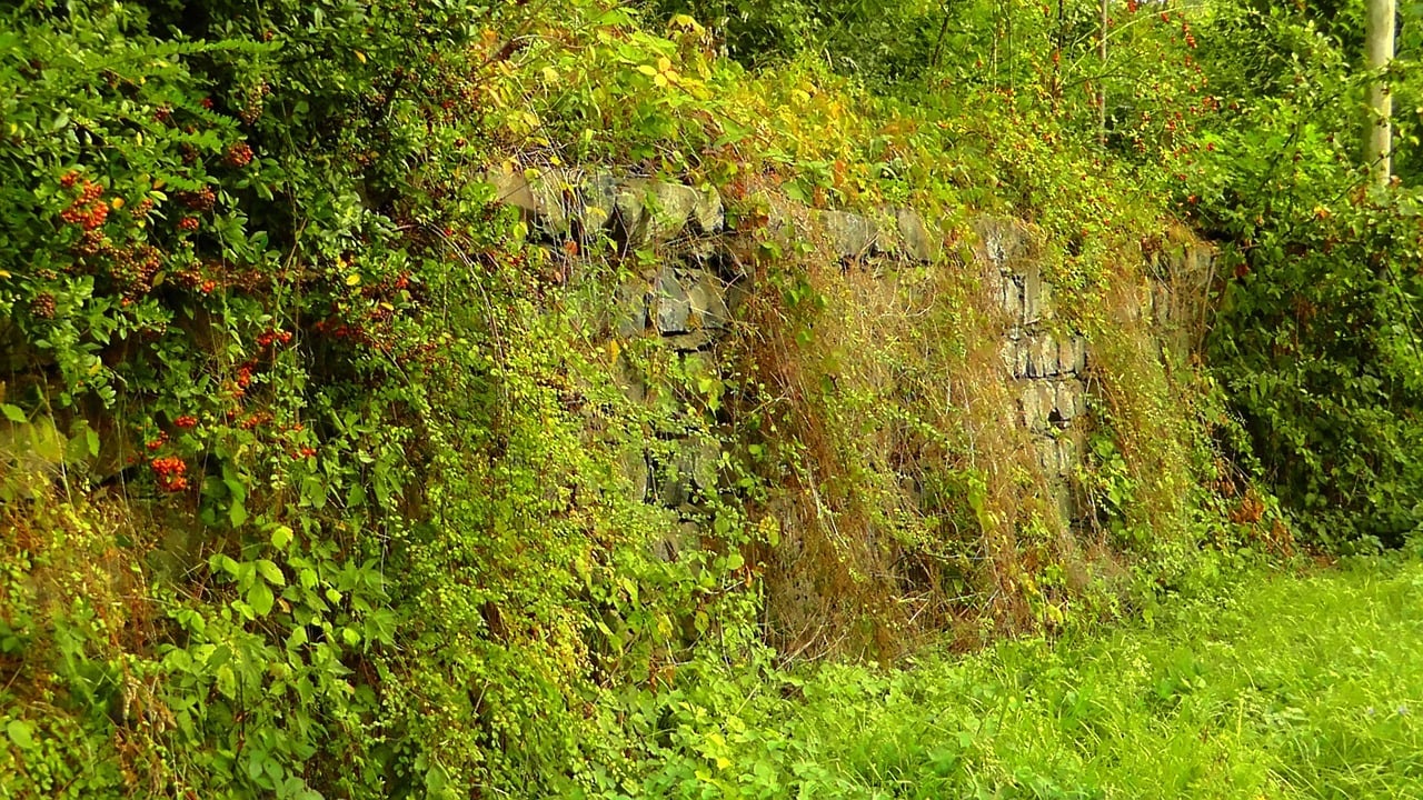 Verwilderten Garten herrichten So kannst du Utopia.de