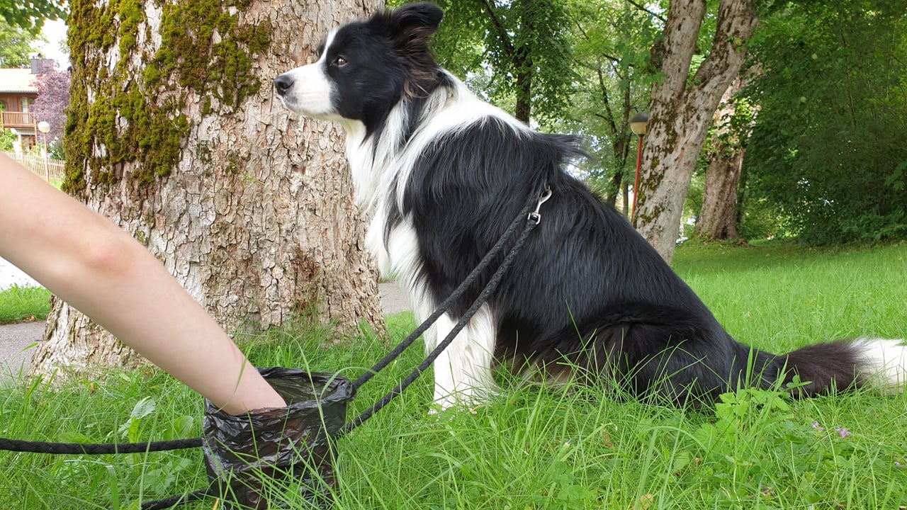 7 gute Gründe, warum du Hundehäufchen stets einsammeln solltest