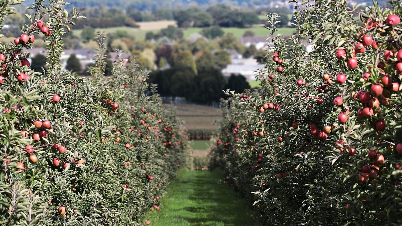 Wann sollte man Obstbäume schneiden? Utopia.de