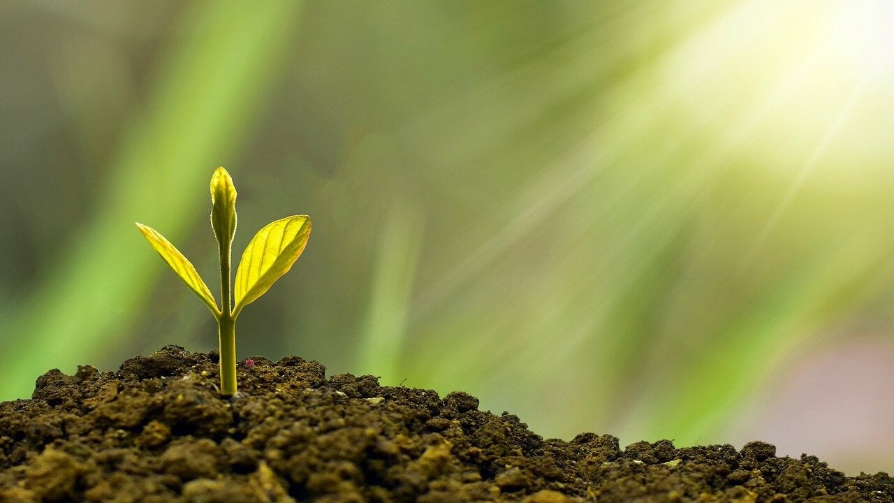 Sonnenblumen vorziehen: Vom Samen zur gelben Blütenpracht - Utopia.de