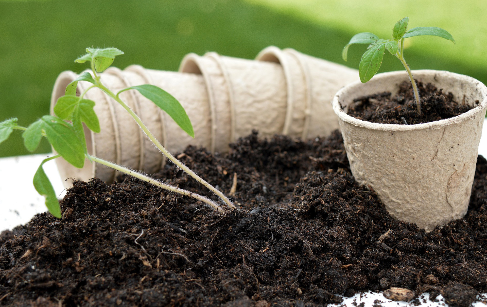 Warum du unbedingt torffreie Blumenerde kaufen solltest