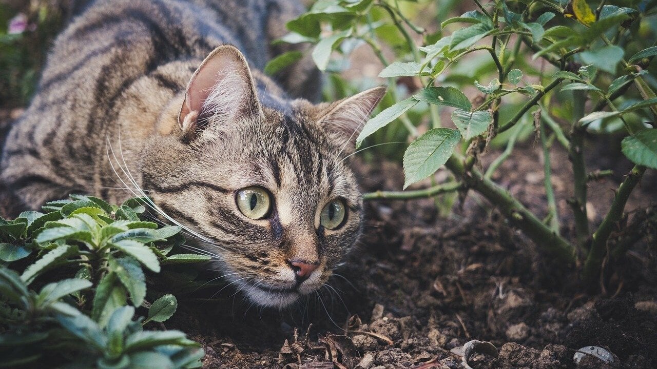 Damit-Katzen-weniger-Tiere-t-ten-Expert-innen-geben-Tipps